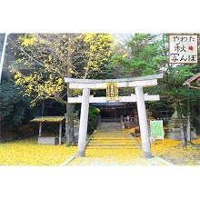 散ったイチョウが敷き詰められた高良神社の鳥居の周り